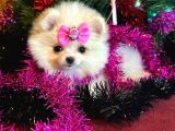 Mini Boy Pomeranian Boo 