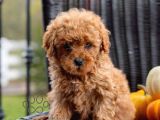 Mini boy puppy kıpkırmızı ev üretimi  TOOY POODLE 