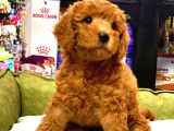 RED BROWN TOY POODLE YAVRULARIMIZ 