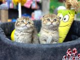 MUHTEŞEM GOLDEN TABBY SCOTTİSH FOLD BEBEKLERİMİZ