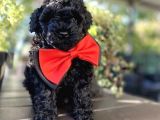 SİYAH İNCİ TOY POODLE BEBEKLER