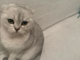 Scottish Blue fold 