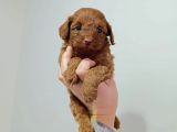 Mini boy puppy kıpkırmızı ev üretimi  TOOY POODLE 