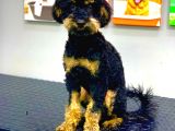 ÇOK NADİR RENK PHANTOM ERKEK TOY POODLE ERKEK 10 AYLIK