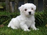 Maltesse terrier mini puppy boy yavrular 