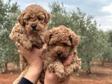 Tooy poodle cinsi yavrular DİŞİ erkek mevcuttur 