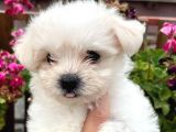 Maltesse terrier mini puppy boy yavrular 