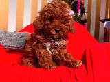 Mini boy puppy kıpkırmızı ev üretimi  TOOY POODLE 