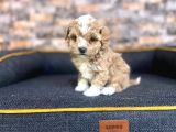 Mini boy puppy kıpkırmızı ev üretimi  MALTİPO YAVRULAR 