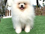 TEDDY BEAR FACE POMERANİAN BOO