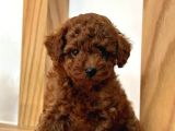 Mini boy puppy kıpkırmızı ev üretimi  TOOY POODLE 