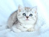 ++ Kalitede british shorthair