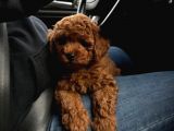 TOY POODLE