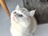 British Shorthair 1 Yaşında Erkek 'Kısır Değil' 