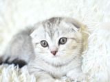 Best Klas ns25 Scottish Fold Yavrumuz