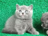 Gri Tüy Yumağı British Shorthair