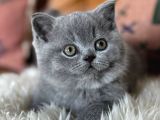 Kara kuzum Gri British Shorthair 