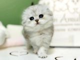 Bebişim Silver Scottish Fold Longhair 