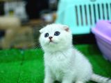 Yok Böyle Güzellikte Silver Point Scottish Fold