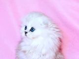 Beyaz Yumak Scottish Fold Longhair