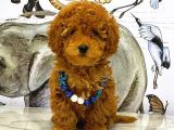 Mini boy puppy kıpkırmızı ev üretimi  TOOY POODLE 