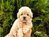 Antialerjik Toy Poodle Yavrularım