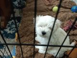 4 erkek 1 dişi maltese terrier yavrularım