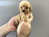 A Kalite Red Brown Toy Poodle Yavrumuz