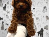 Tooy poodle cinsi yavrular DİŞİ erkek mevcuttur 