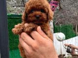 Tooy poodle cinsi yavrular DİŞİ erkek mevcuttur 