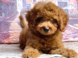 Mini boy puppy kıpkırmızı ev üretimi  TOOY POODLE 