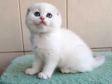 Bebişim Silver Scottish Fold 