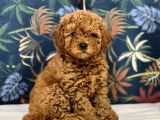 Mini boy puppy kıpkırmızı ev üretimi  TOOY POODLE 