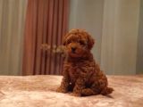 Mini boy puppy kıpkırmızı ev üretimi  TOOY POODLE 