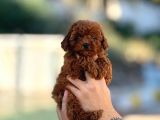 Mini boy puppy kıpkırmızı ev üretimi  TOOY POODLE 