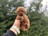 MİNİ BOY TOY POODLE BEBEĞİMİZ AŞILI