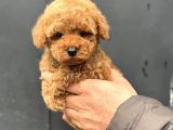 BEBEK YÜZLÜ TOY POODLE BEBEĞİMİZ