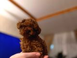 Mini boy puppy kıpkırmızı ev üretimi  TOOY POODLE 