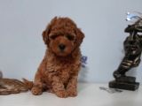 Mini boy puppy kıpkırmızı ev üretimi  TOOY POODLE 