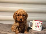 Mini boy puppy kıpkırmızı ev üretimi  TOOY POODLE 