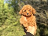 RED AŞILI A KALİTE POODLE BEBEKLER ÇİFTLİĞİMİZDEN