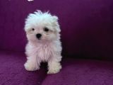 Maltesse terrier mini puppy boy yavrular 