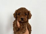 Tooy poodle cinsi yavrular DİŞİ erkek mevcuttur 