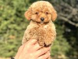 SEVİMLİ TOY POODLE BEBEĞİMİZ AŞILI