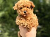 TEDDY FACE RED ORJİNAL TOY POODLE