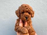 Mini boy puppy kıpkırmızı ev üretimi  TOOY POODLE 