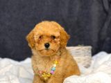 Mini boy puppy kıpkırmızı ev üretimi  TOOY POODLE 