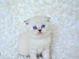 Show Kalite Silver NS1133 Scottish Fold Yavrumuz