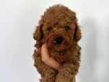 Mini boy puppy kıpkırmızı ev üretimi  TOOY POODLE 