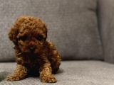 Mini boy puppy kıpkırmızı ev üretimi  TOOY POODLE 